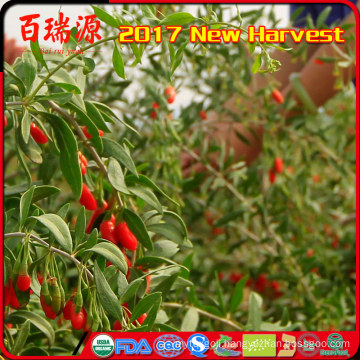 organic vegetable goji berry harvester names of red fruits ningxia wolfberry